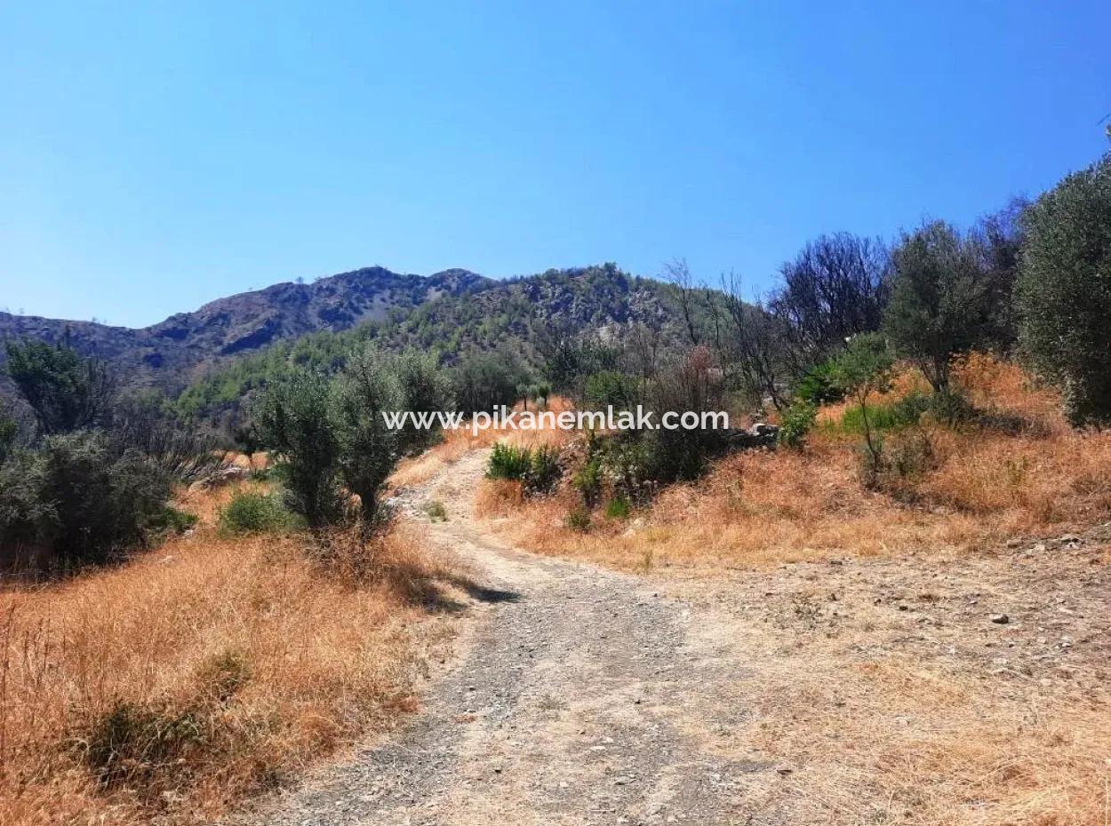 Muğla Dalamanda 42.432M2 Müstakil Tapulu Arazi Satılık