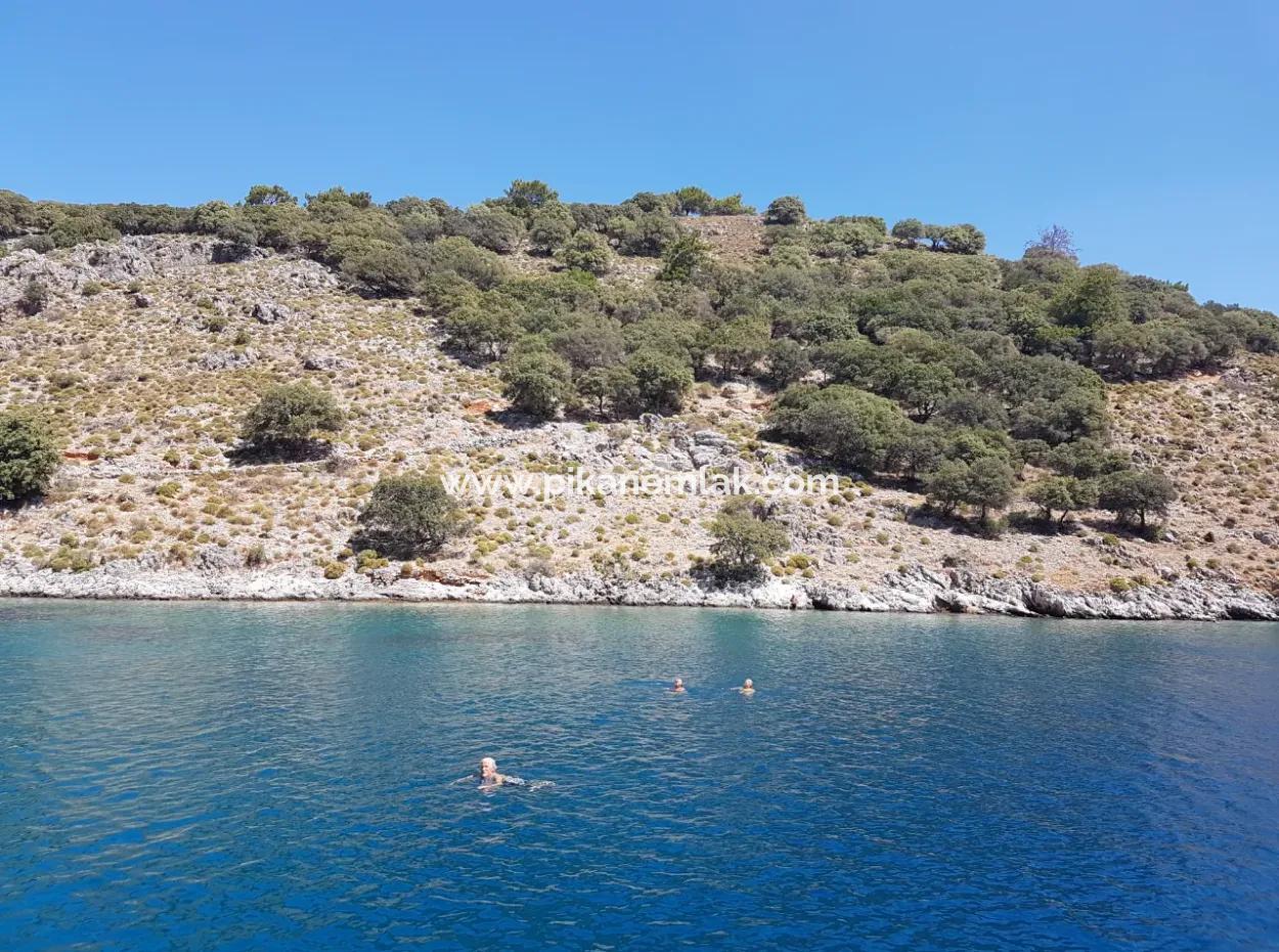 Fethiye Göcek Adasında Deniz Sıfır Konumda 2600 M2 Zeytinlik Satılık