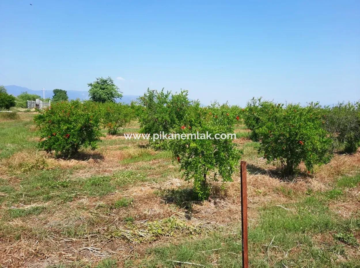 Muğla Ortaca Tepearasında Satılık Kelepir Müstakil 22 250 Arazi