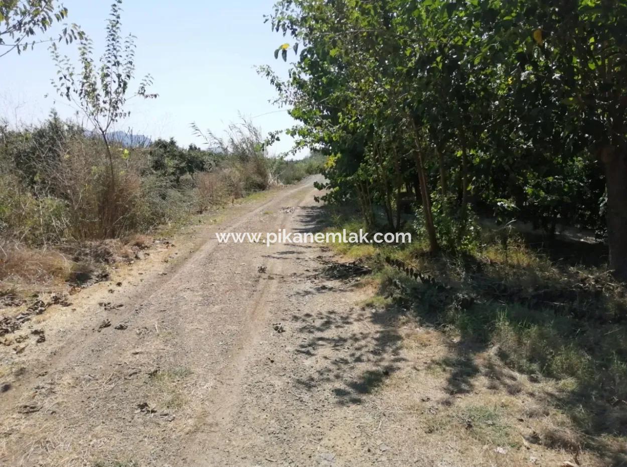 Muğla Ortaca Tepearasında Satılık Nar Bahçesi