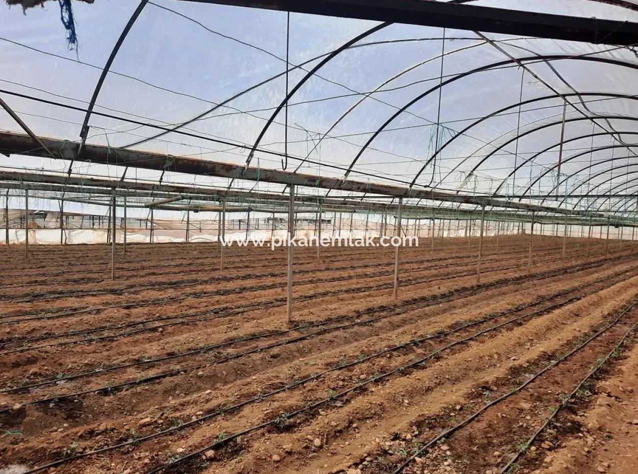 Muğla Ortaca Ekşiliyurt Ta 3100 M2 İmarlı Arazi Ve Sera Satılık