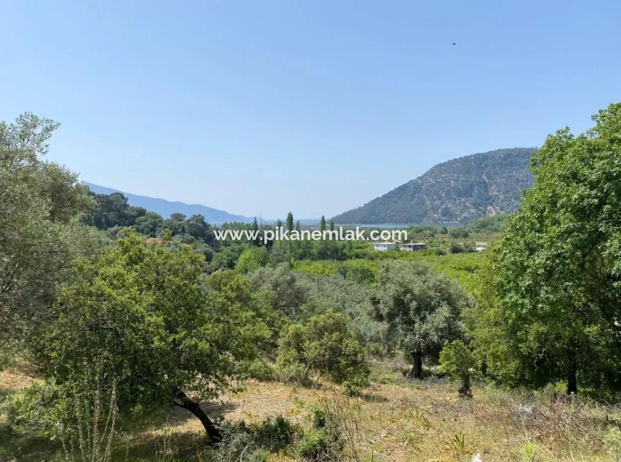 Muğla Köyceğiz Çandır Da 3.937  M2  Satılık Tarla