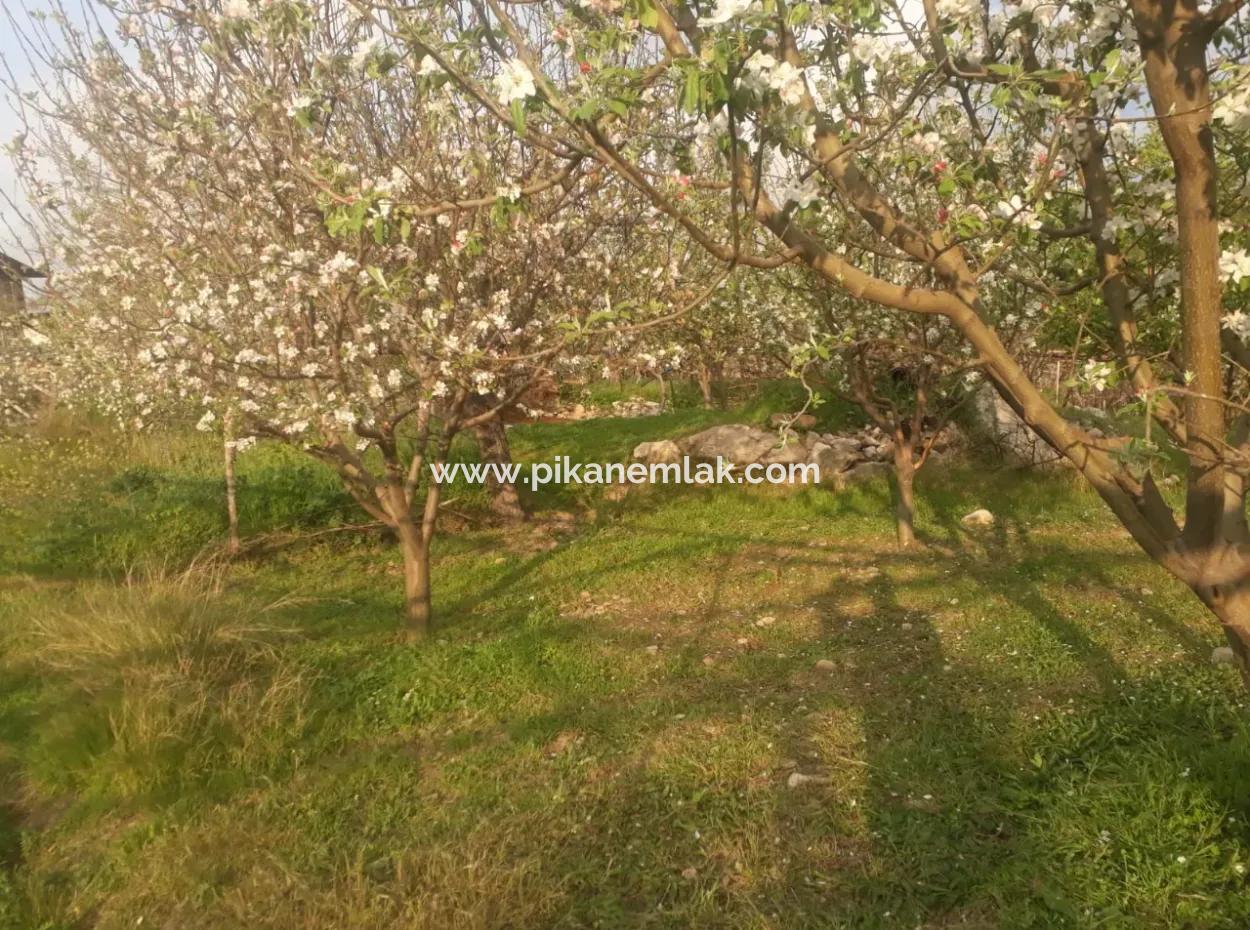 Fethiye Seydikemer Arsaköyün De 900 M2 Yanyana 2 Parsel Elma Bahçesi Satılık.