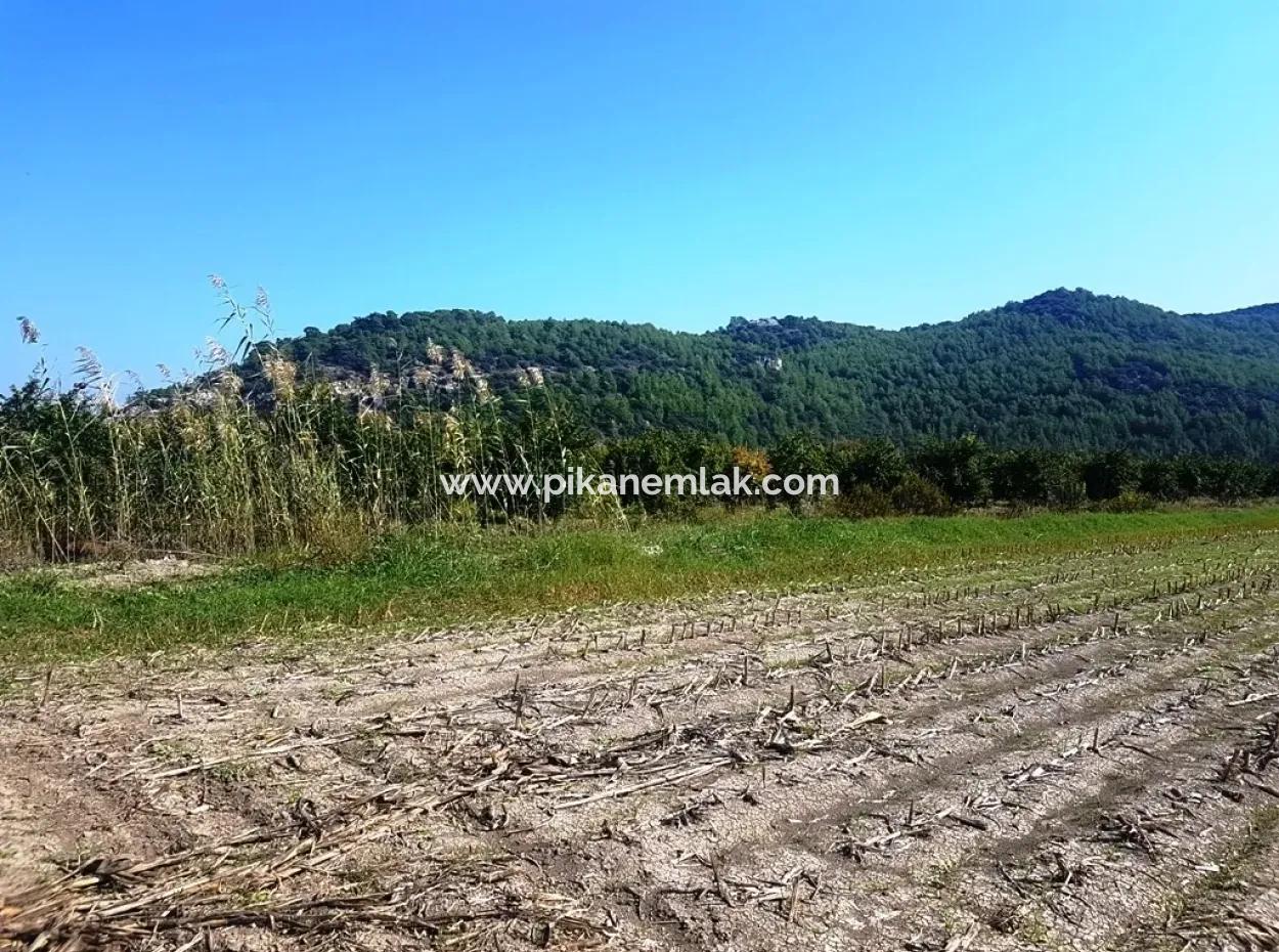 Güzelyurtta Kiralık Verimli Arazi