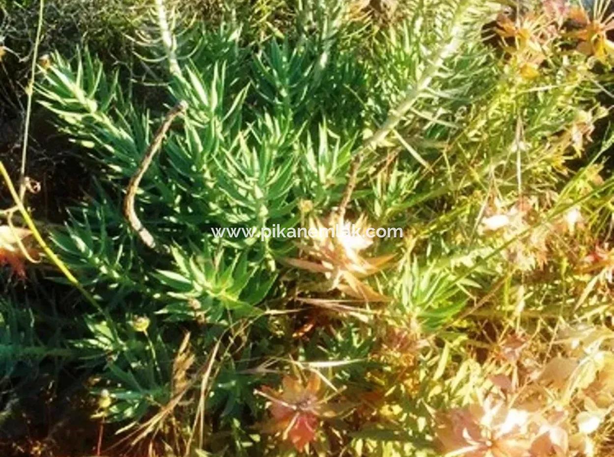 Seydikemer Boğaziçinde Satılık Deniz Manzaralı Arazi