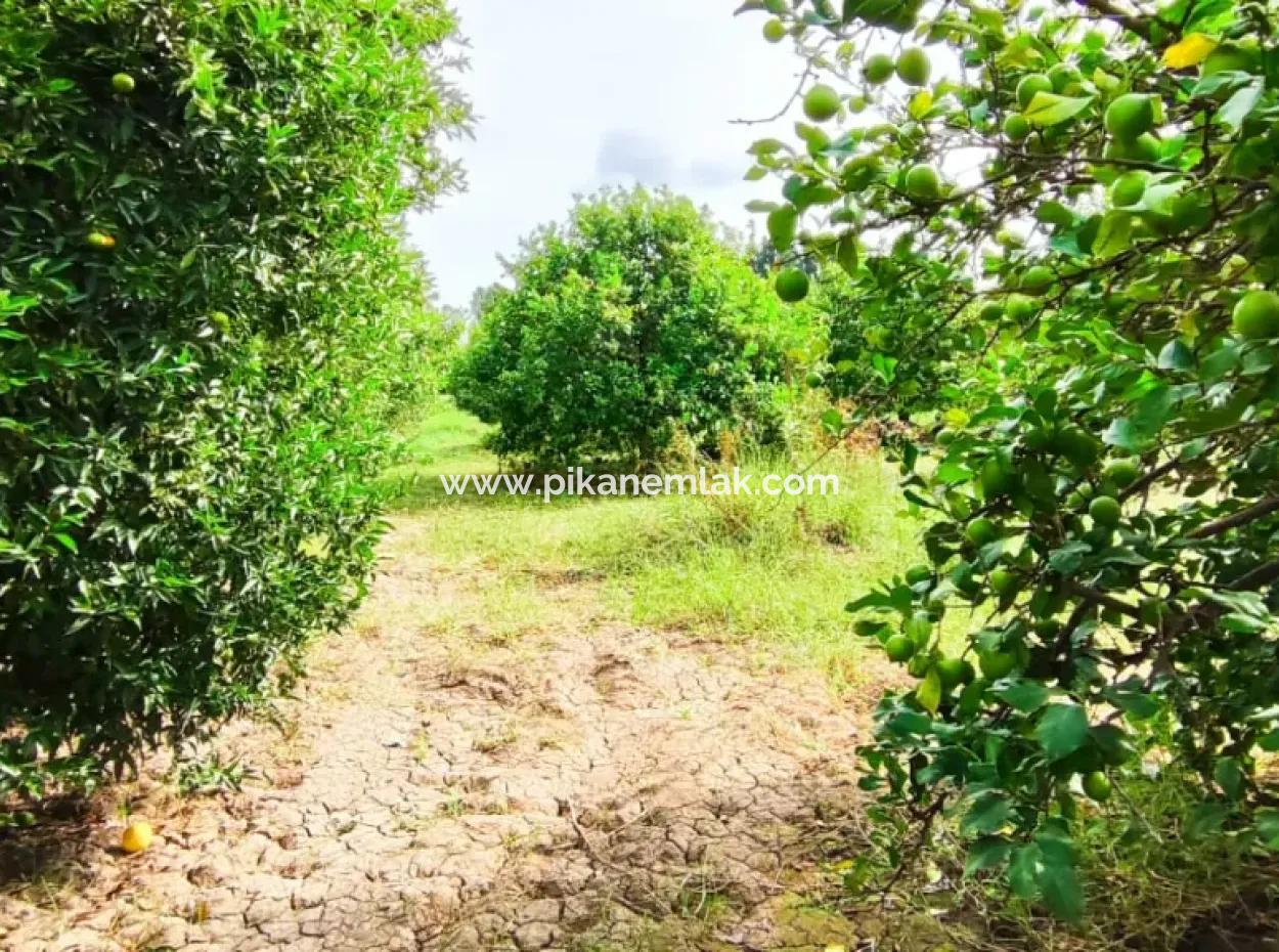Muğla Ortaca Fevziye Mahallesinde Denize 3 Km De 11.750 M2 Tarla Satılık