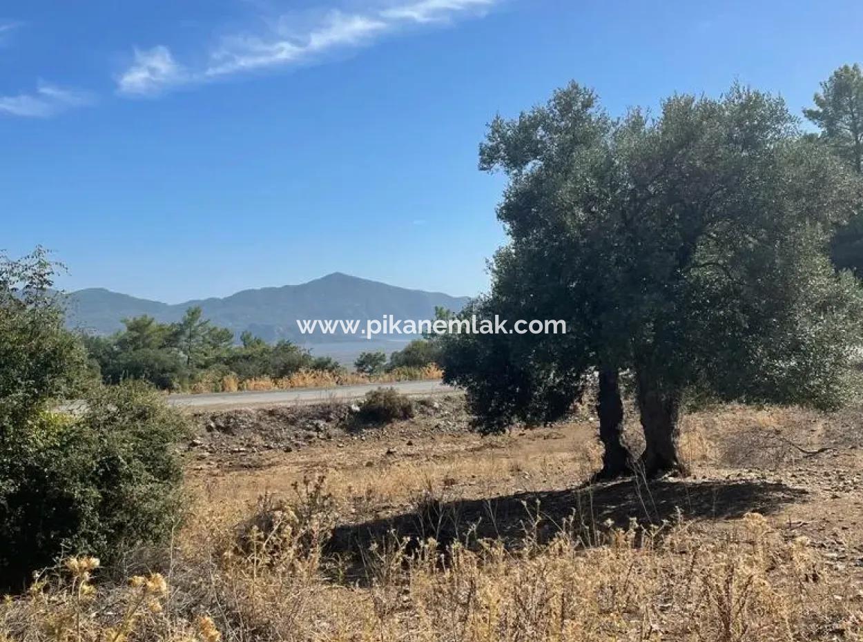 Muğla Köyceğiz Çandır Mah. 5000 M2 2B Tarla Satılık