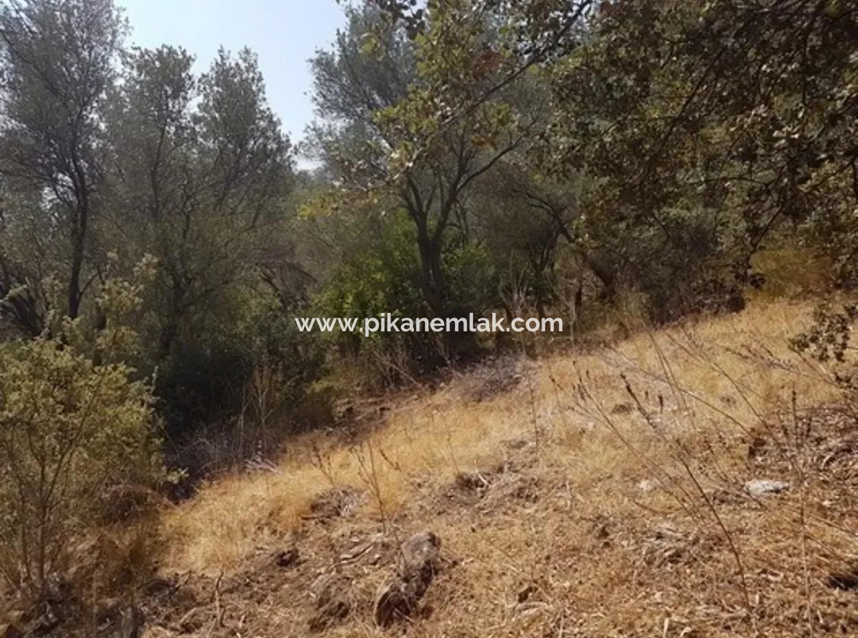 Sarıgermede Satılık Kelepir Arsa