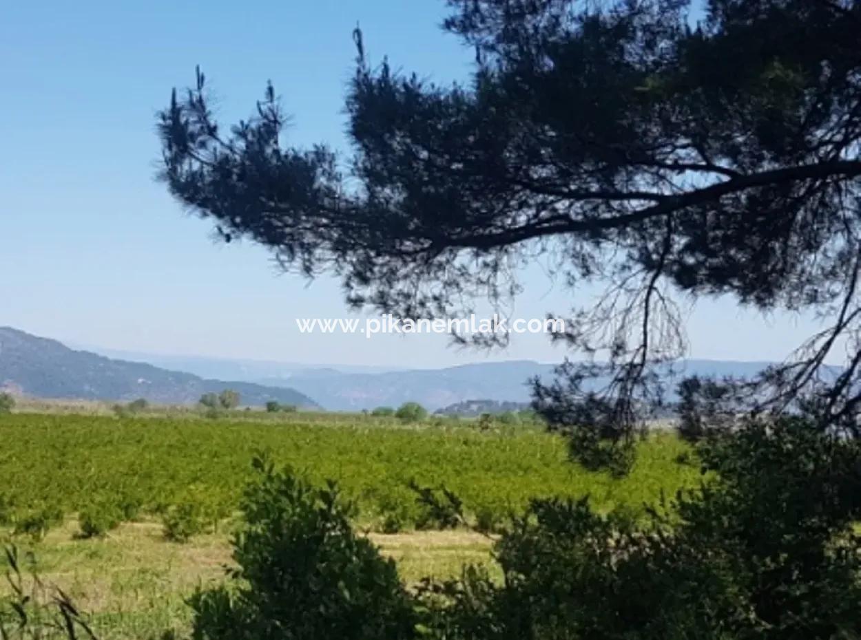 Dalyan Da Satılık Nar Bahçesi