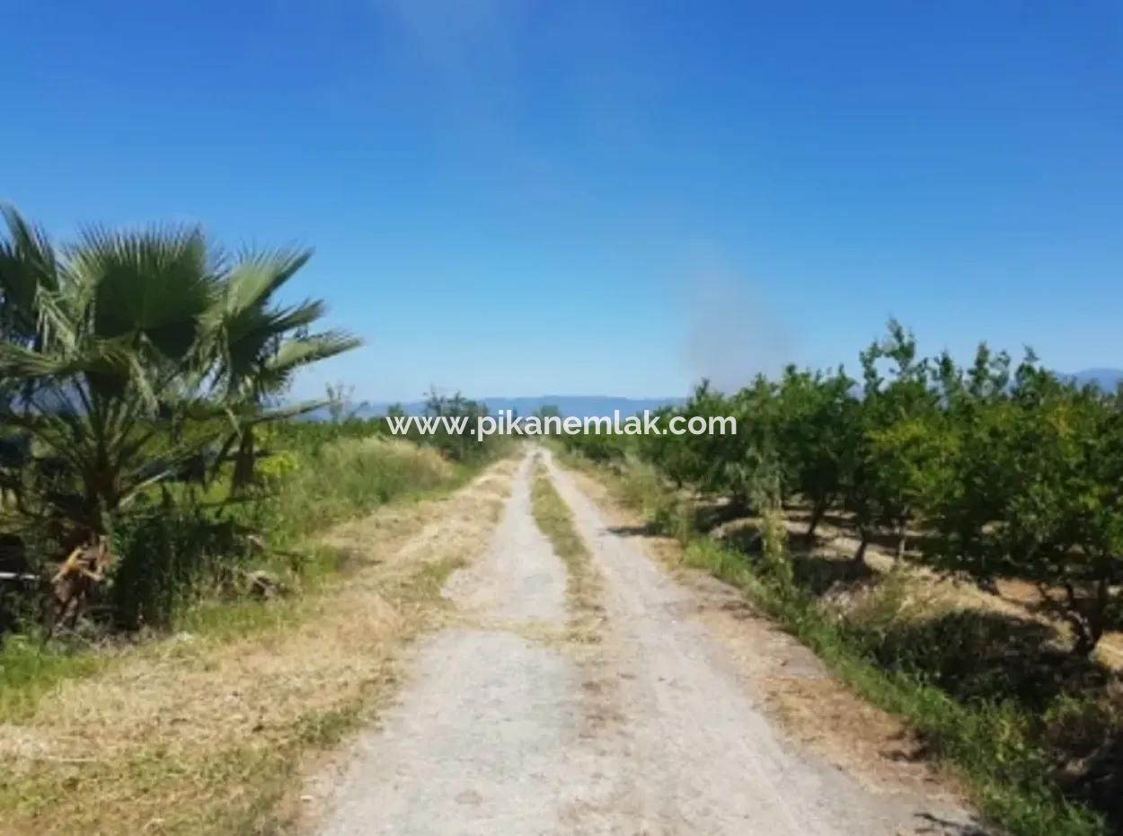 Dalyan Da Satılık Nar Bahçesi