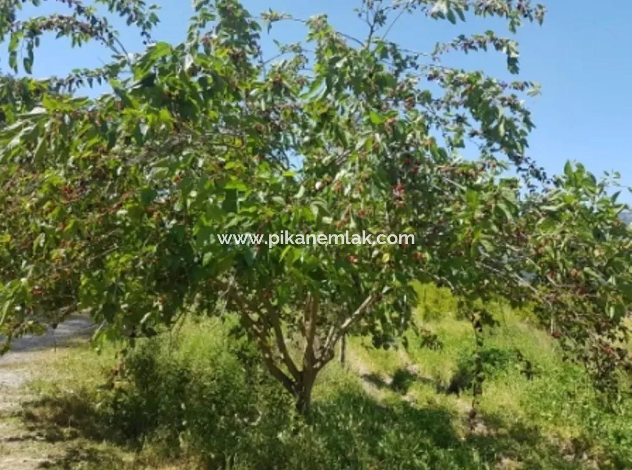 Dalyan Da Satılık Nar Bahçesi