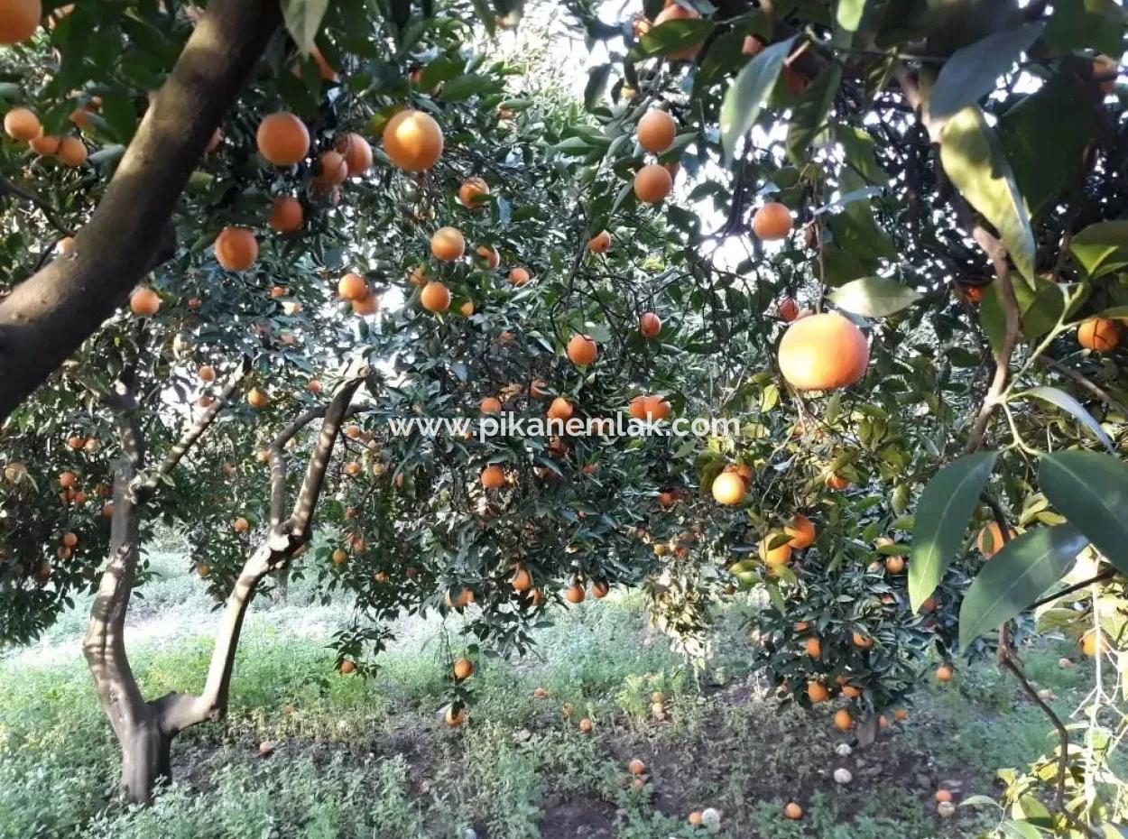 Köyceğiz Köyünde Satılık Kelepir Köy Evi