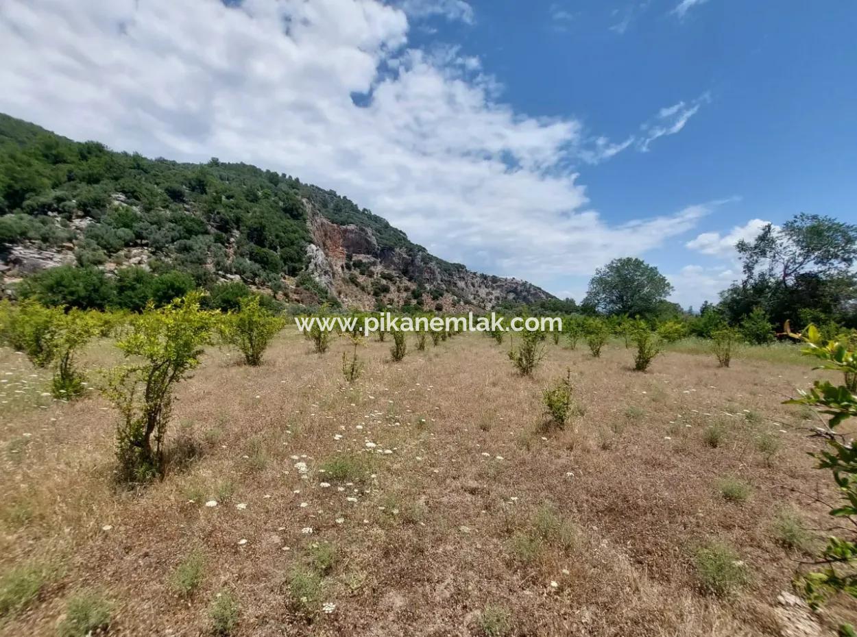 Köyceğiz Çandırda  Müstakil Tapulu 33.800 M2 Tarla Satılık