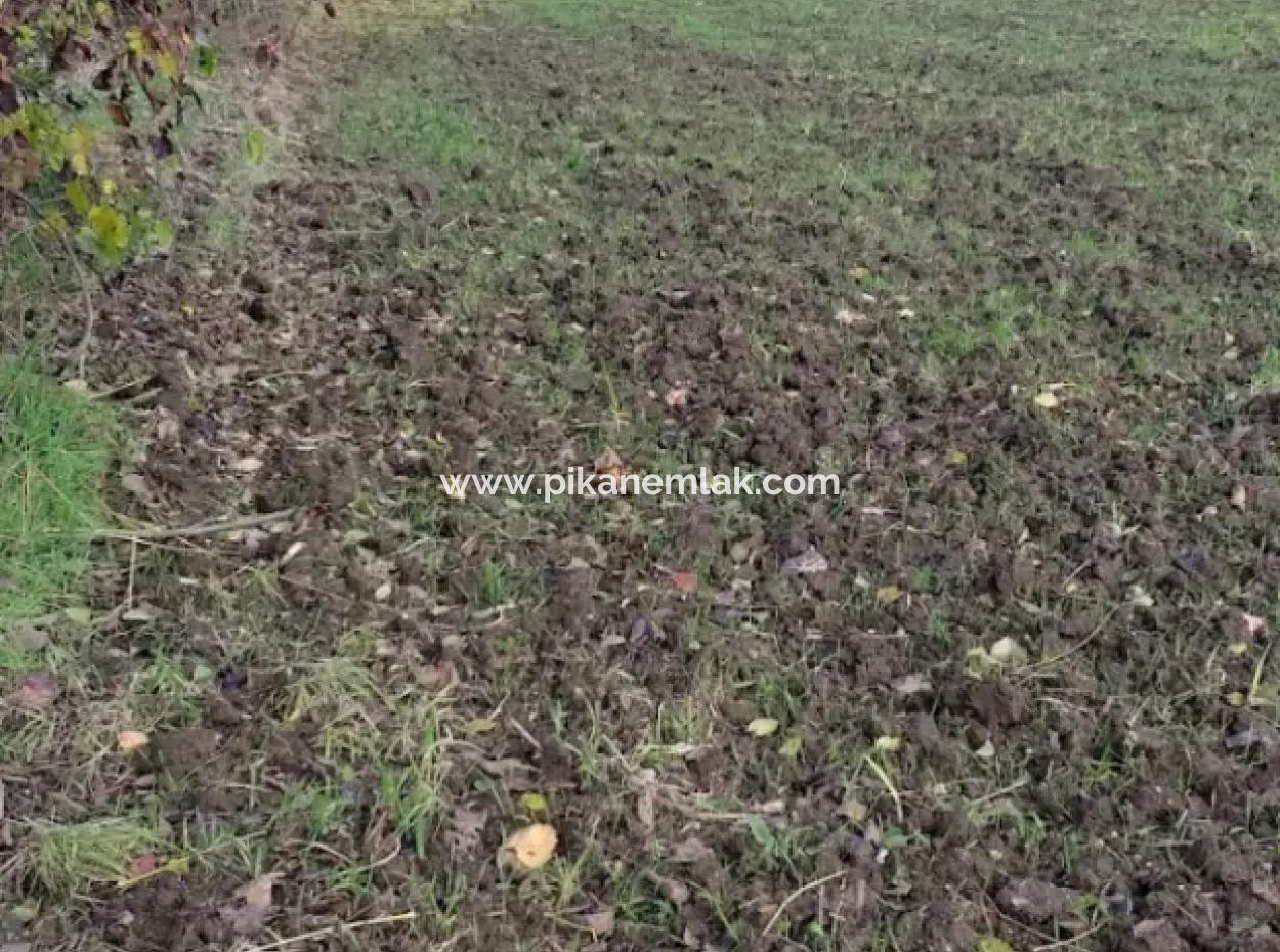 Muğla Köyceğiz Köyceğiz Mahallesinde 11 450 M2 Satılık Tarla