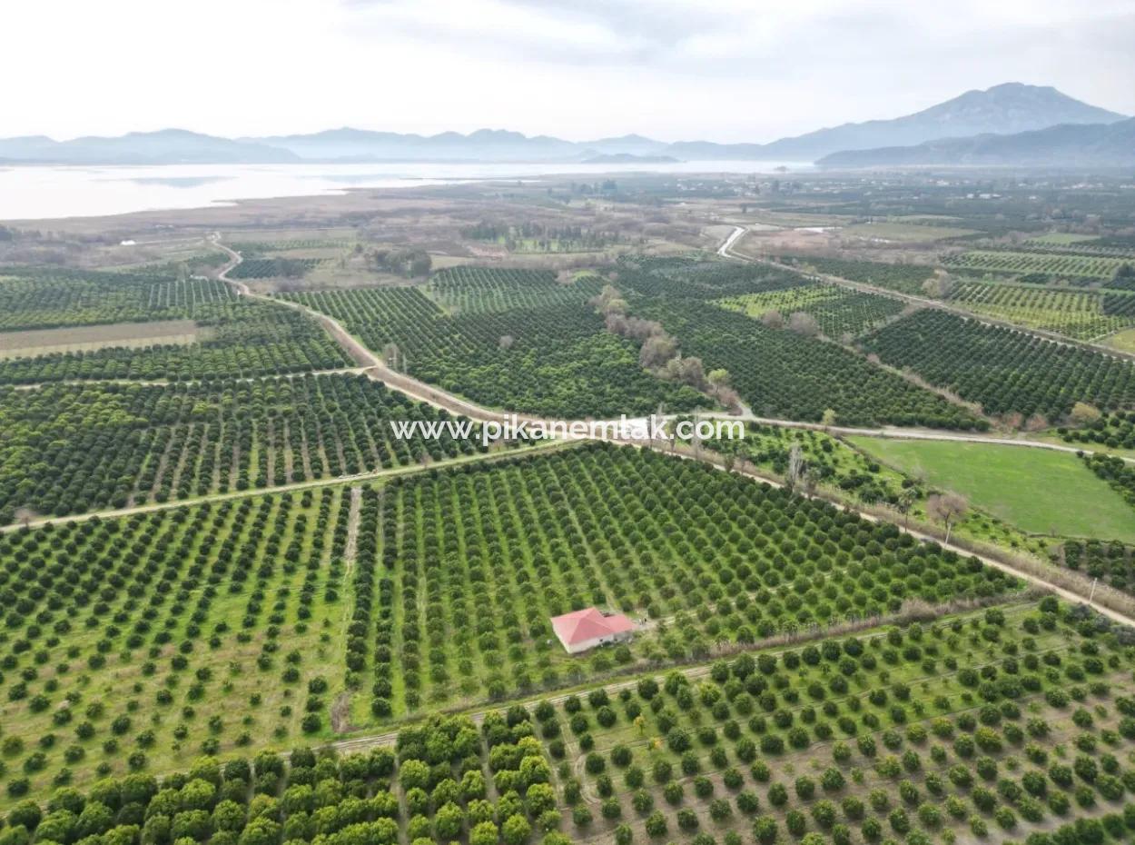 Köyceğiz Toparlarda 17.000 M2 Portakal Bahçesinde 3+1 Satılık Köy Evi