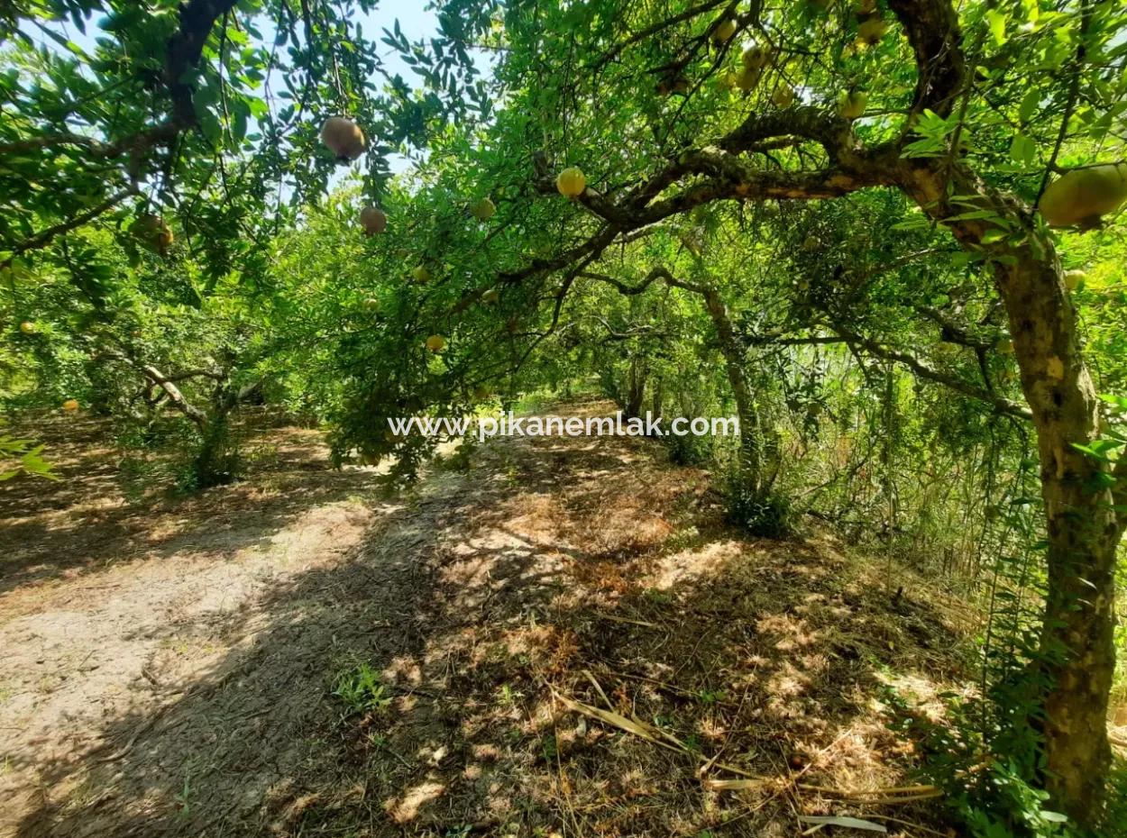 Muğla Dalyanda Dağ Sıfır, Su Kenarı 10 500 M2 Nar Bahçesi Satılık