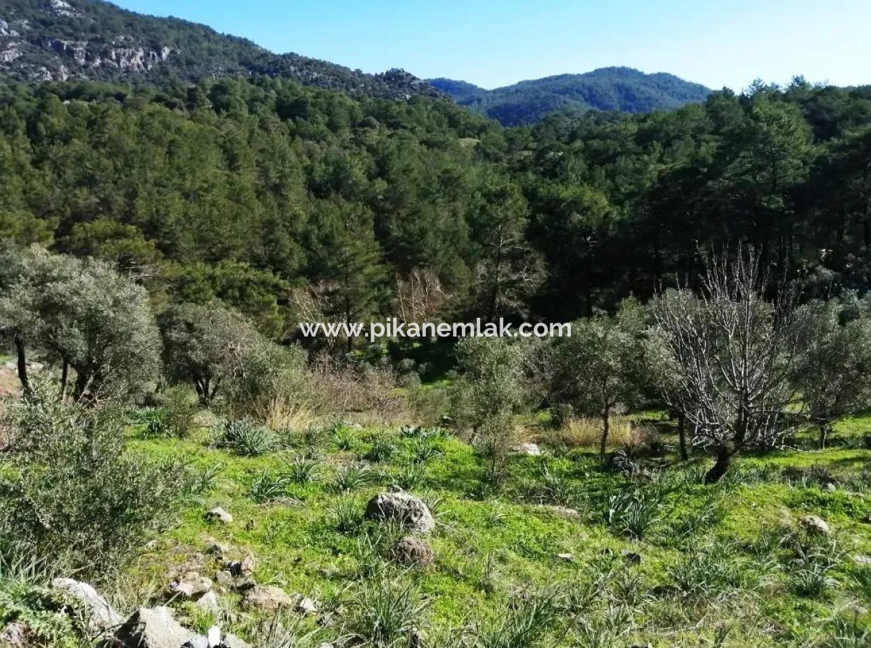 Muğla Ortaca Gökbelde Satılık Kelepir Zeytinlik Tarla