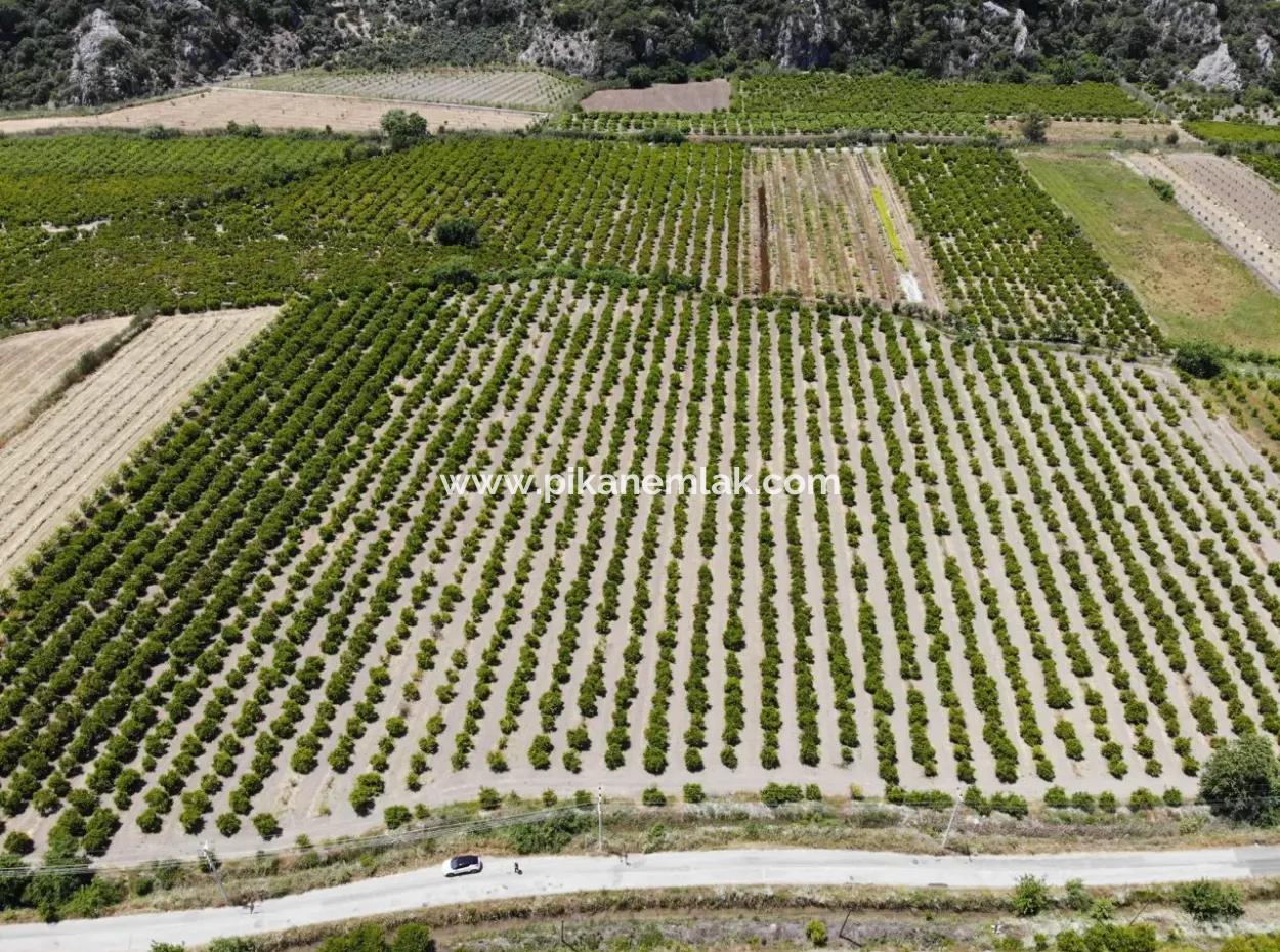 Ortaca Mergenlide 13 500 M2 Tarla Satılık