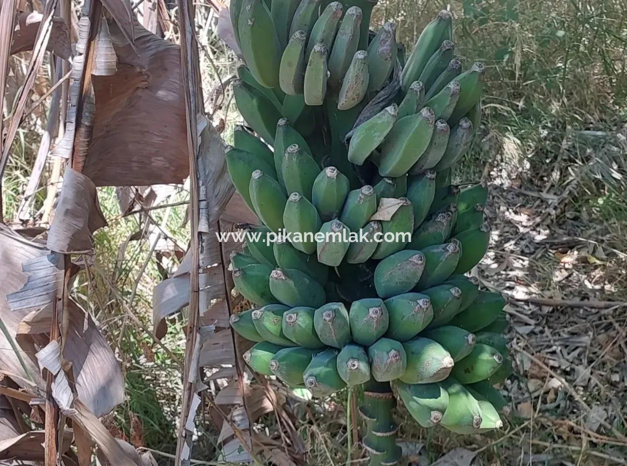 Ortaca Okçular’da İmar Planı İçinde Satılık Köy Evi