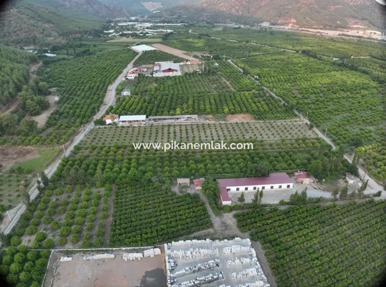 Ortaca Çaylı’da 150 M² İnşaat Hakkı Olan Müstakil 5.000 M² Limon Bahçesi Satılık Veya Takas