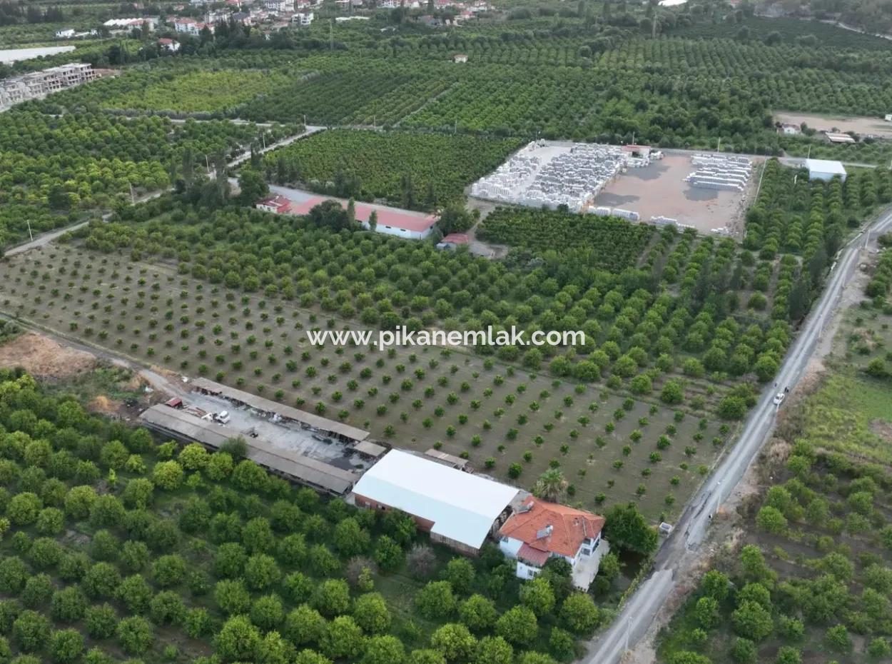 Ortaca Çaylı’da 150 M² İnşaat Hakkı Olan Müstakil 5.000 M² Limon Bahçesi Satılık Veya Takas