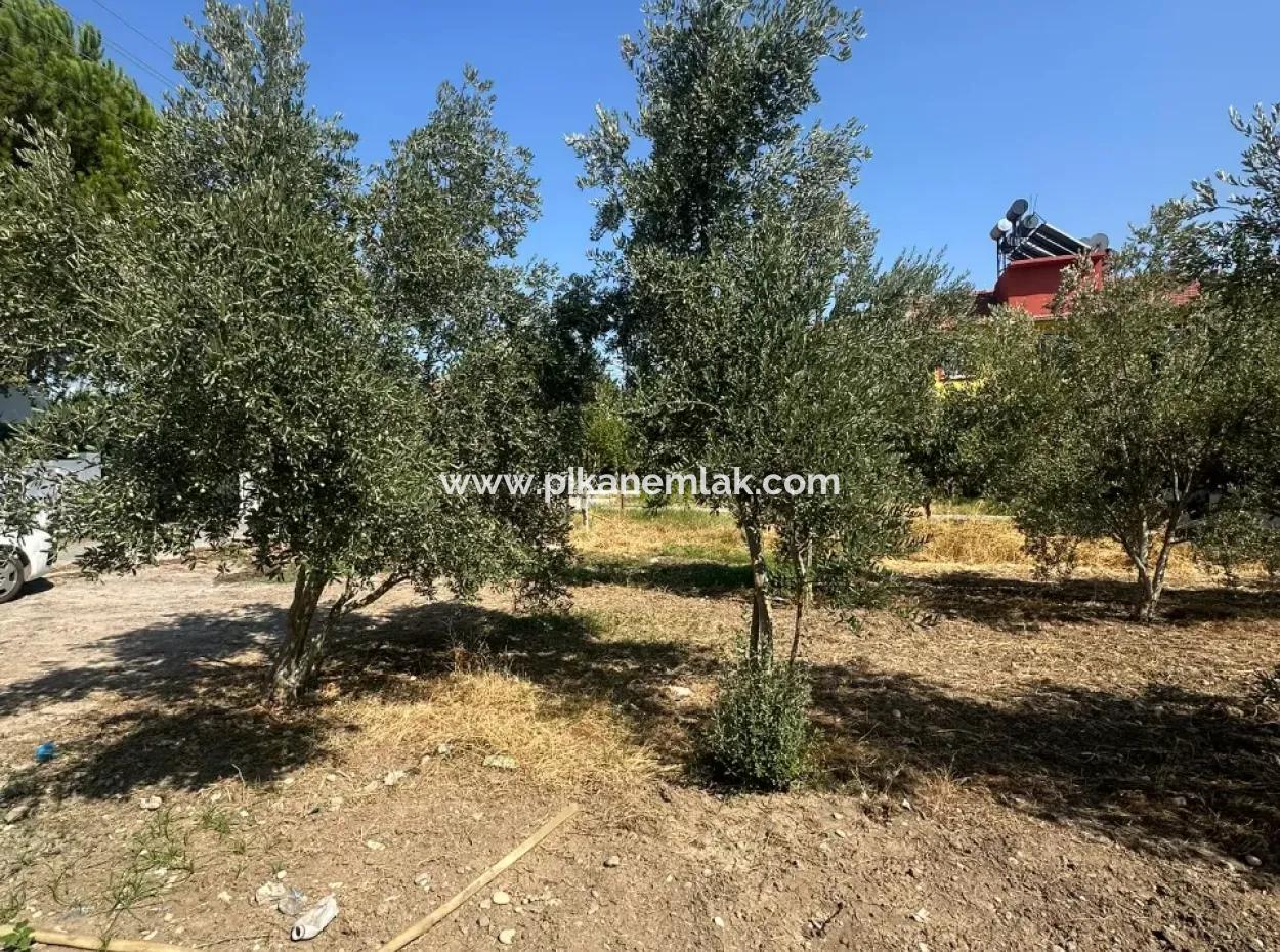 Ortaca Ekşiliyurt Da 538 M2 Arsa Satılık- 250 M2 İnşaat İzinli