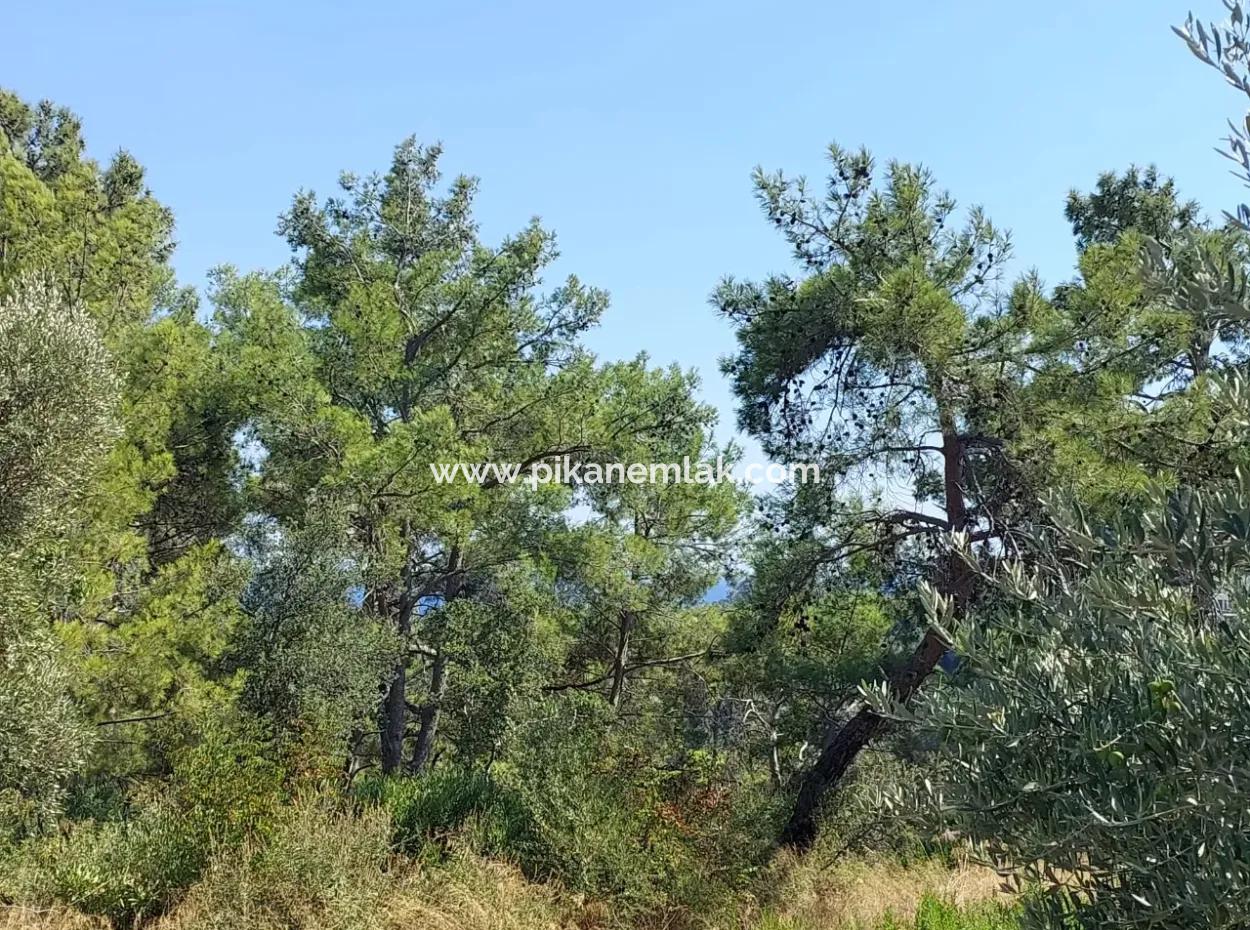 Ortaca Sarıgerme Deniz Manzaralı 2 225 M2 2 Müstakil Parsel Satılık