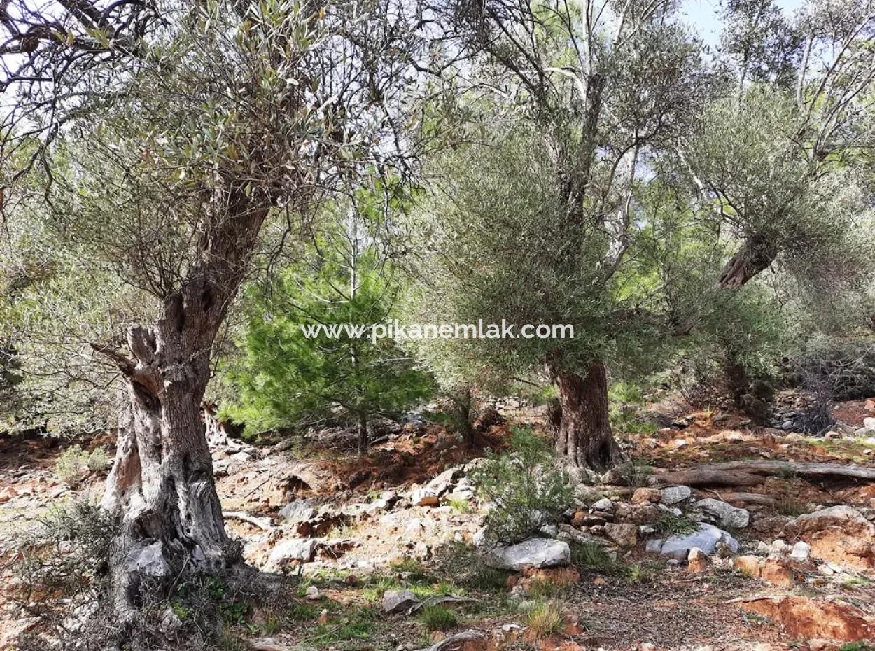 Muğla Ortaca Dalyan Gökbel De 3 100 M2 Hazine Arazisi Zilliyet Hakkı Devir Edilecek