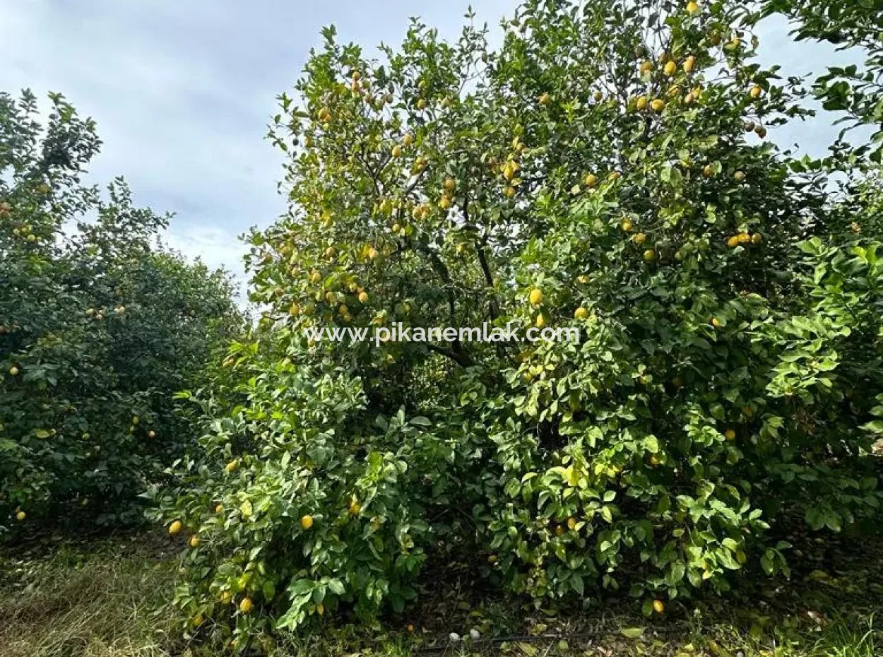 Muğla Ortaca Akıncı Da 18 Dönüm Tarla Satılık