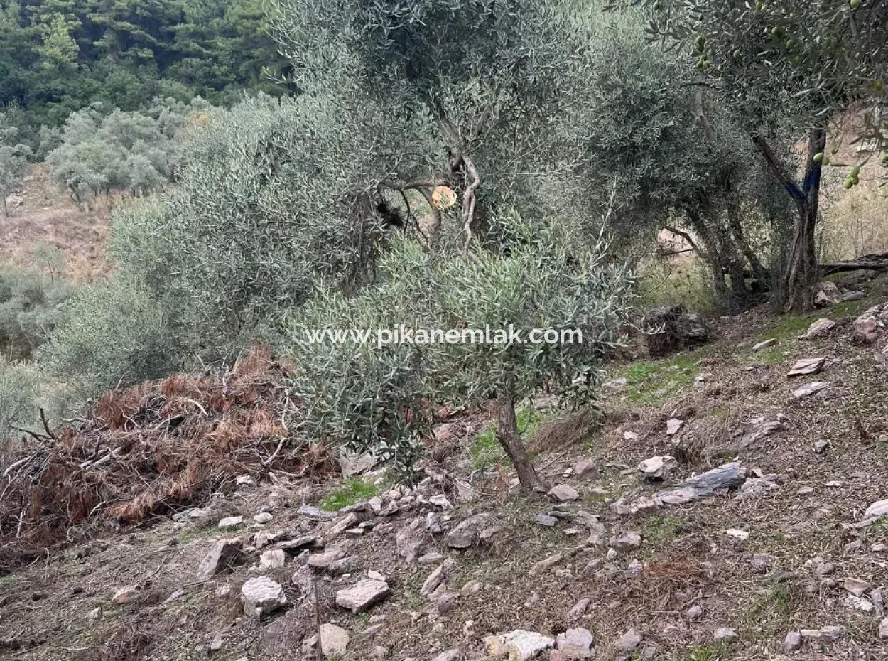Muğla  Milas Çakıralan  Da 1.025 M2  Nitelik Zeytinlik Olan Arazi Satılık