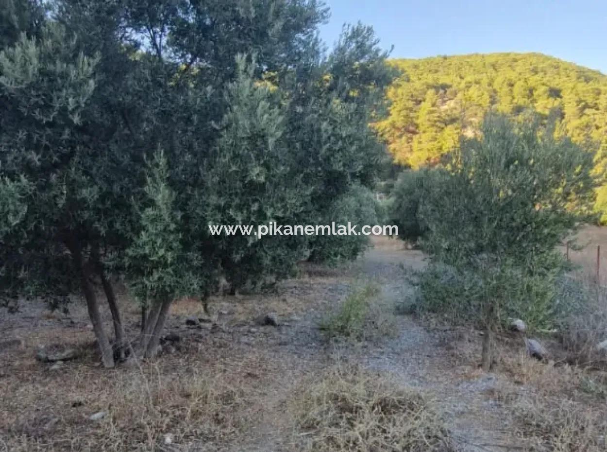 Muğla Köyceğiz Çandır Mah.4 250 M2 Zeytinlik Satılık