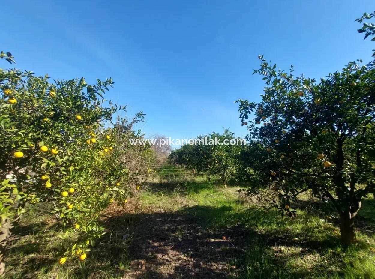 Mugla Dalyan Da 150 M2 İnşaat Hakkı Olan 4 500 M2 Arazi Satılık Veya Dalyan Dan Villa İle Takas