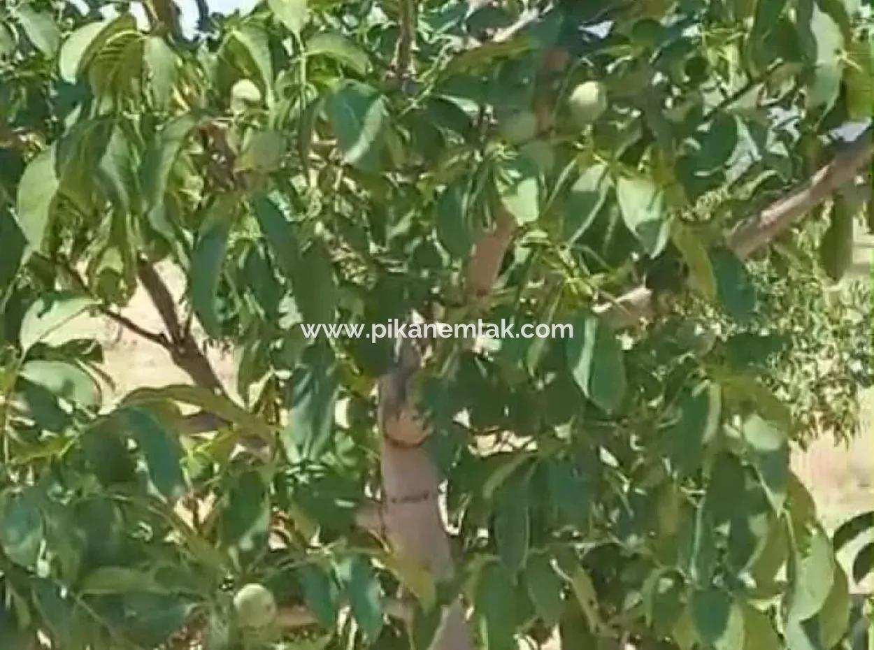 Denizli Tavas Ulukentte 37.000 M2 Ceviz Bahçesi Satılık