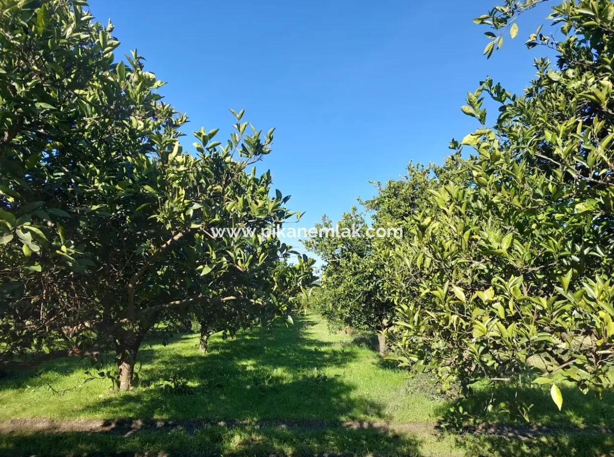 Ortaca  Okçular Da 1000 M2 Müstakil Arsa 250 M2 İnşaat Hakkı Olan Satılık Veya Ortaca Dan  2-3 Daire İle Takas Olur