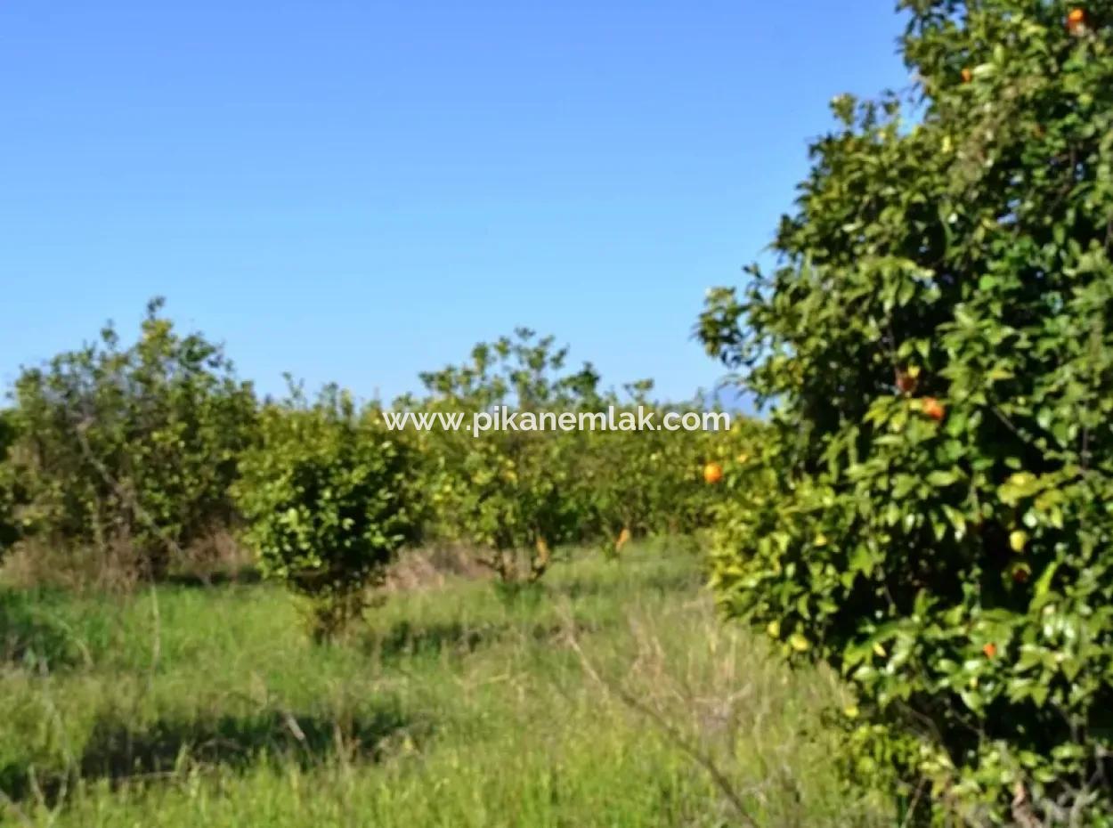 Ortacada Satılık Kelepir Limon Bahçesi