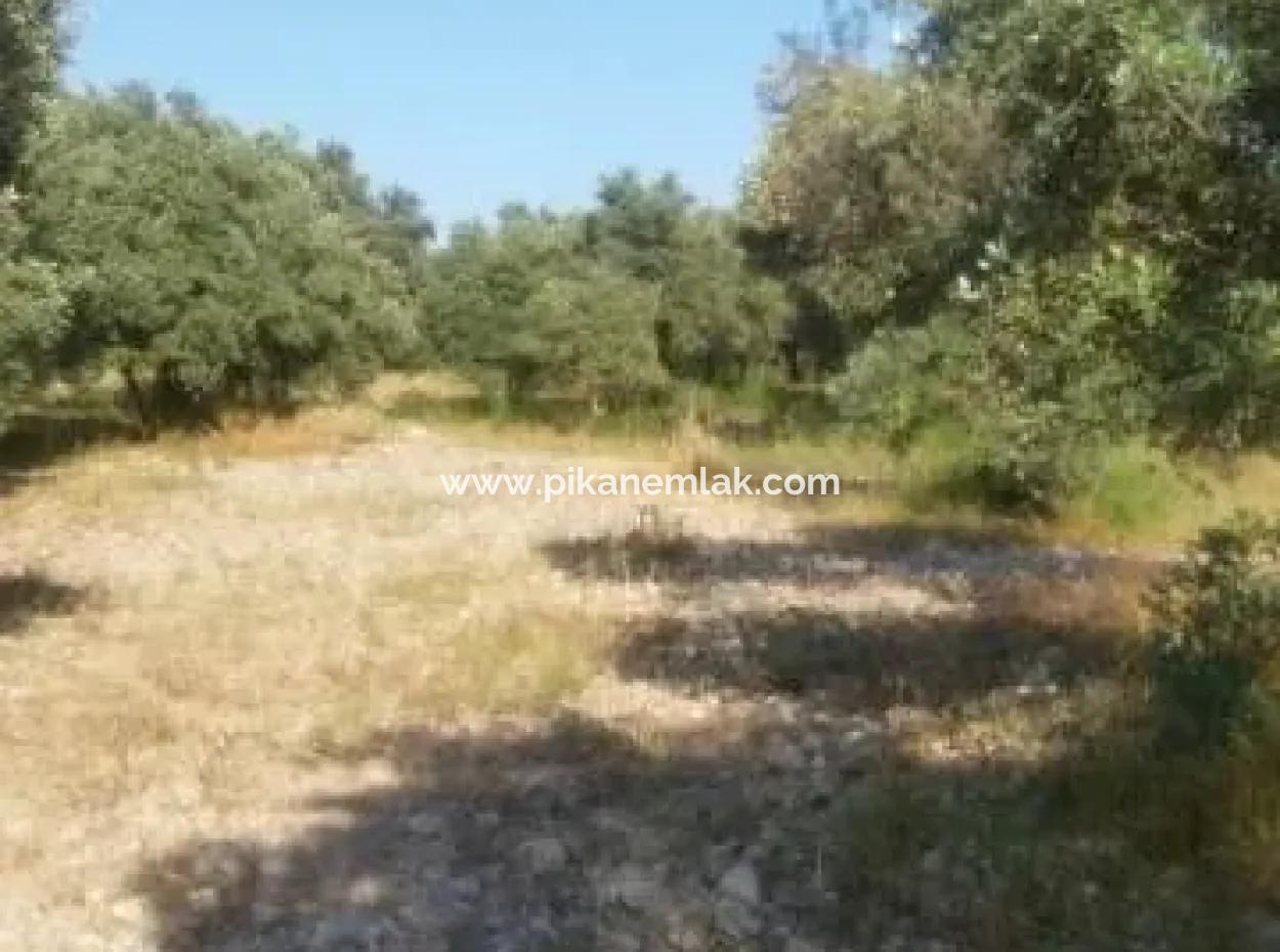 Köyceğiz Zeytinalanında Satılık Zeytin Bahçesi