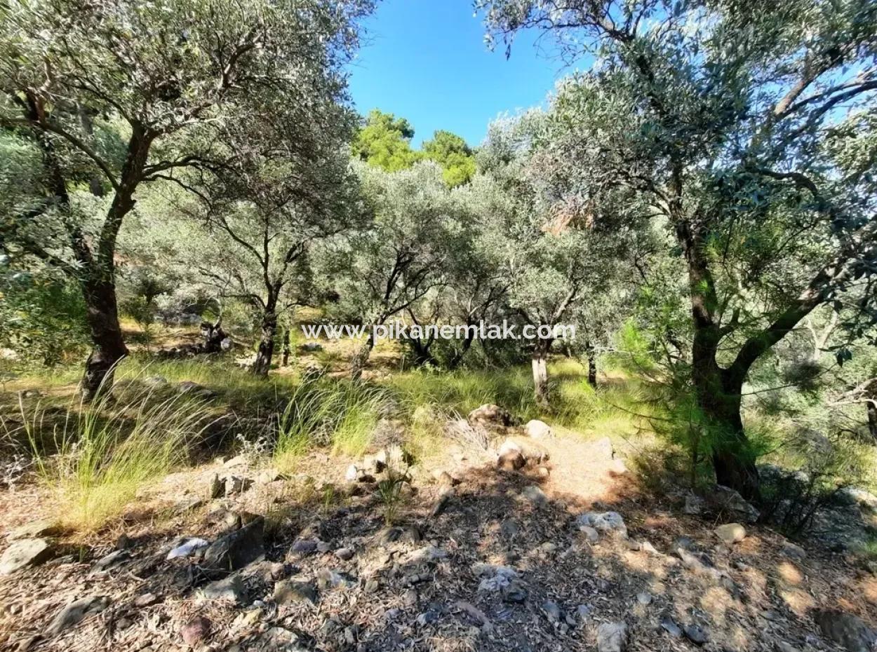 Muğla Ortaca Sarıgermede 400 M2 Kelepir Satılık Arsa