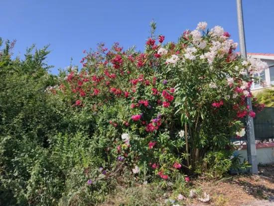 Dalyan Merkezde 500 M2 Müstakil Kelepir Arsa Satılık