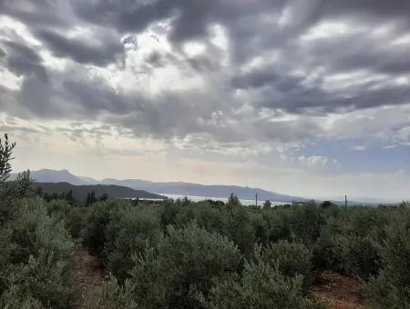 Köyceğiz Zeytinalanında Satılık Göl Manzaralı Arazi