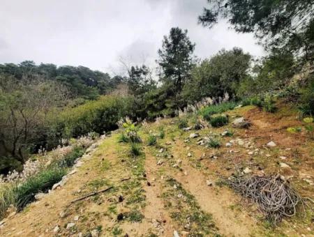 Dalyan Gökbelde Doğa İçinde Satılık 13,100 M2 Tarla