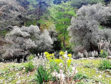 Dalyan Gökbelde Doğa İçinde Satılık 13,100 M2 Tarla