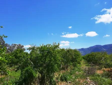 Muğla Dalyanda Satılık Kanala Sıfır Yatırıma Uygun Nar Bahçesi
