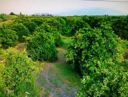 Köyceğiz Toparlar Da Satılık Narenciye Bahçesi, 29 000 M2