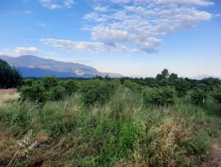 Köyceğiz Toparlarda 3500 M2 Portakal Ve Mandalina Bahçesi Satılık