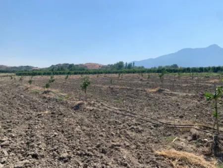 Muğla Ortaca Tepearasında 7300 M2 Limon Tarlası Satılık