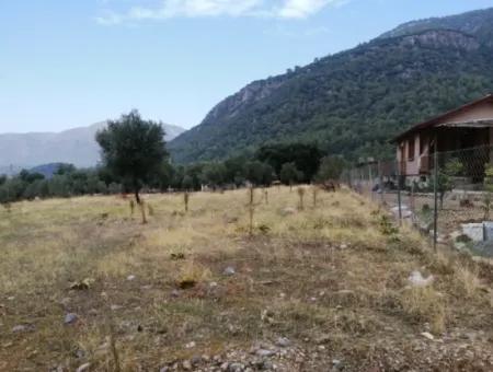 Muğla Köyceğiz Zeytinalanında Göl Manzaralı 2788 M2 Tarla Satılık