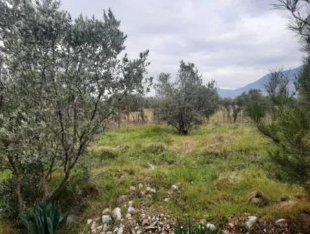 Köyceğiz Zeytinalanı Nda Göl Manzaralı 19 000 M2 Müstakil Arazi Satılık