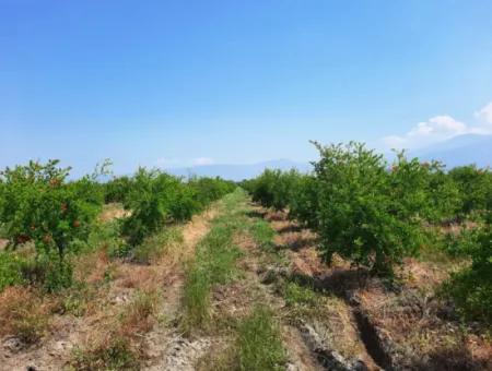 Muğla Ortaca Tepearasında Satılık Kelepir Müstakil 22 250 Arazi