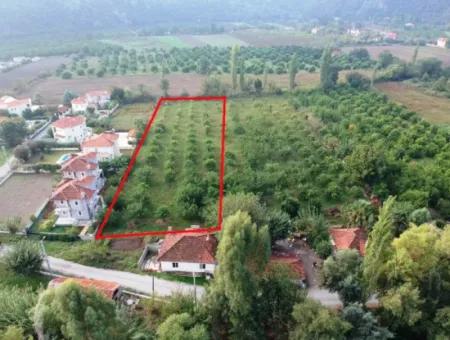 Muğla Ortaca Marmarlıda 4.000 M2  Limon Bahçesi 5 Yıllık Kiralık