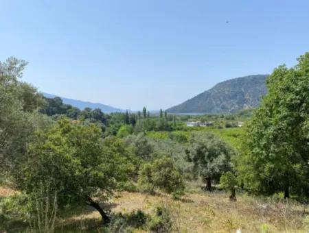 Muğla Köyceğiz Çandır Da 3.937  M2  Satılık Tarla